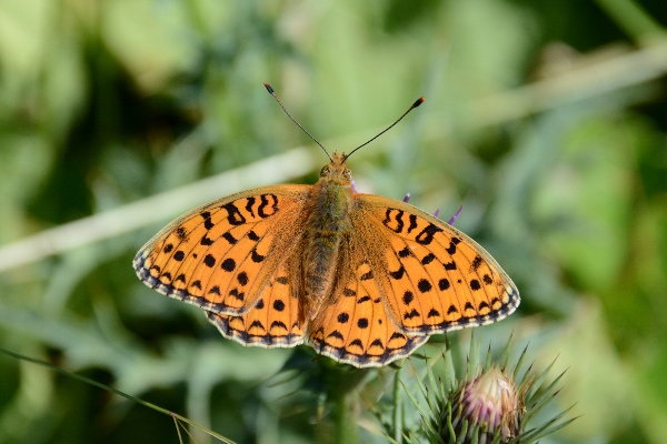 Argynnis  adippe o niobe ?